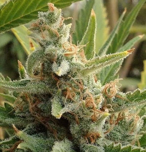 Tangerine Strain Autoflower Seeds Close-Up Image Of A Mature Tangerine Strain Autoflower Seeds Bud, Showcasing Its Trichome Coverage And Vibrant Green Leaves. High-Quality Genetics For Optimal Growth And Yield.