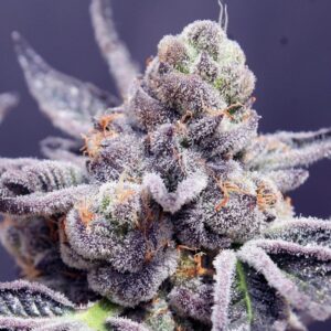 Close-up view of a fresh Tropicana Cookies Purple Strain Feminized Seeds bud, showcasing its purple hue and frosty trichomes. Buy these seeds now.