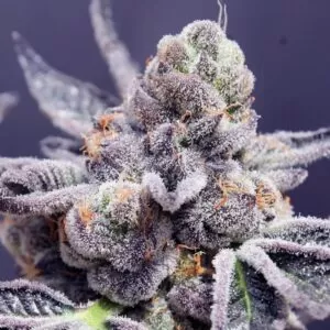 Tropicana Cookies Purple Feminized Seeds