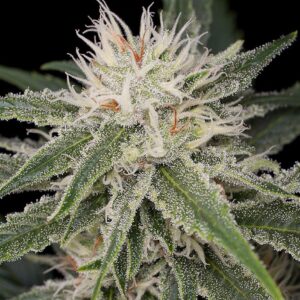 Close-Up Of A Mature Cannabis Bud, Showcasing The Frosty Trichomes Of The White Widow Strain Autoflower Seeds, Highlighting Its Potency And Quality.
