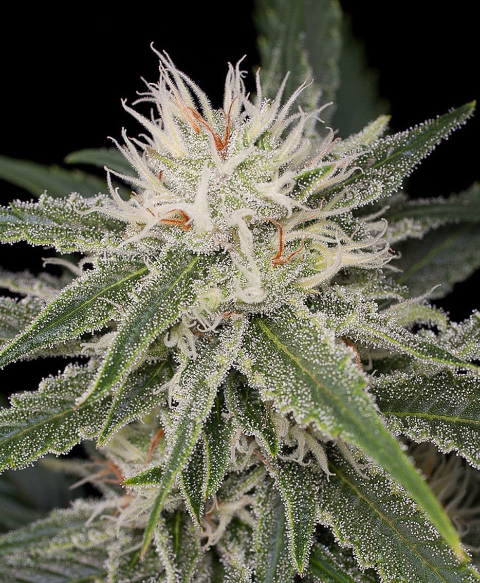 White Widow Strain Autoflower Seeds Close-Up Of A Mature Cannabis Bud, Showcasing The Frosty Trichomes Of The White Widow Strain Autoflower Seeds, Highlighting Its Potency And Quality.