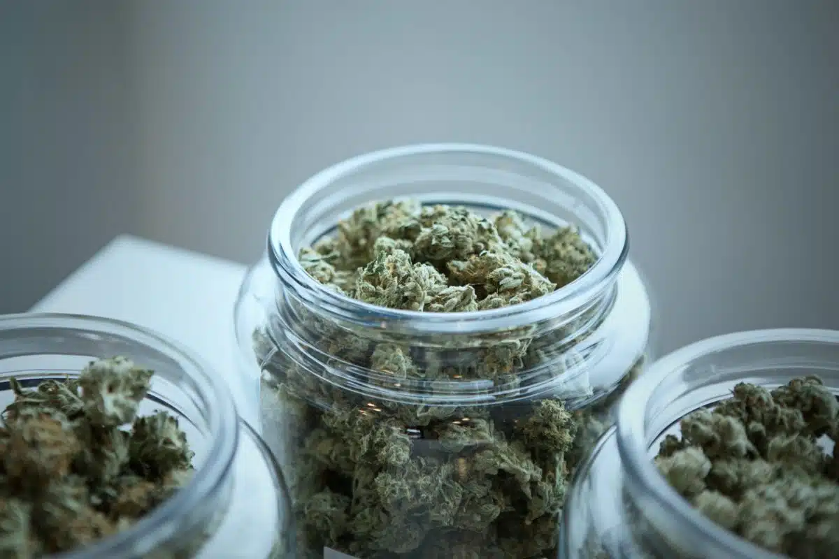 How Long From Seed To Harvest Marijuana Harvested Cannabis In Jars