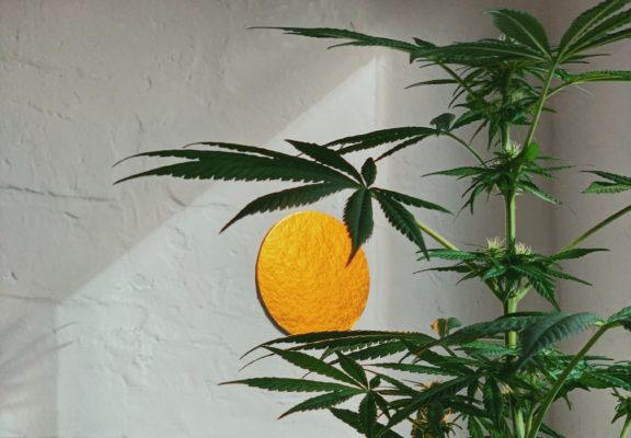 Best Marijuana Seeds To Grow Indoors Growing-Marijuana-Indoors