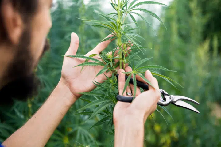 How To Care For A Marijuana Plant Caring For Marijuana Plant
