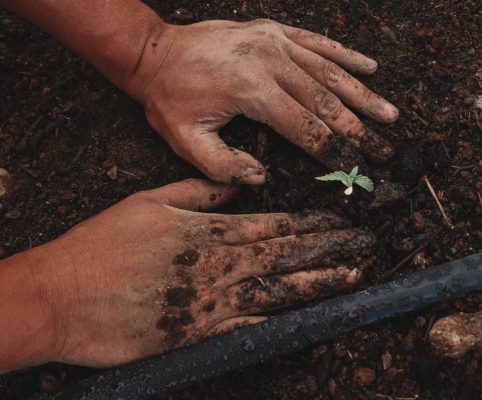 How-Long-From-Seed-To-Harvest-Marijuana-Growing-In-Soil