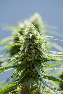 Growing Marijuana From Seed Pharm