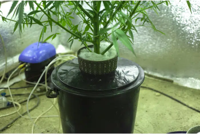How To Grow Auto-Flowering Seeds Using Hydroponics How To Grow Auto-Flowering Seeds Using Hydroponics