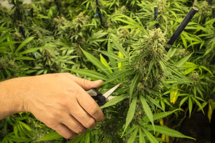 How To Trim Marijuana Plants How To Trim Marjiuana Plants