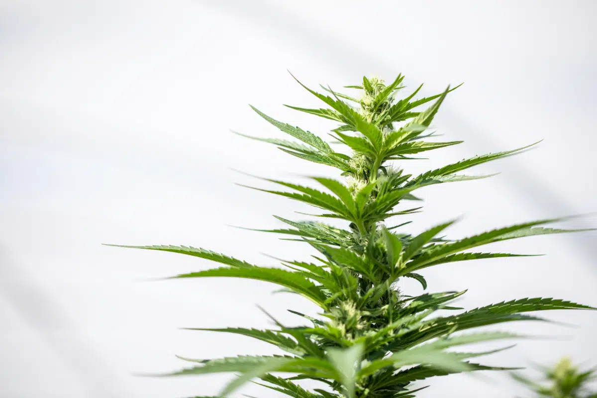 How Much Will Single Marijuana Plants Produce? Marijuana Plant Yield