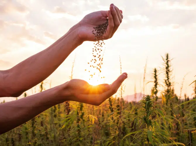 Your Ultimate Guide To Auto-Flowering Marijuana Seeds Marijuana Seeds And Plants