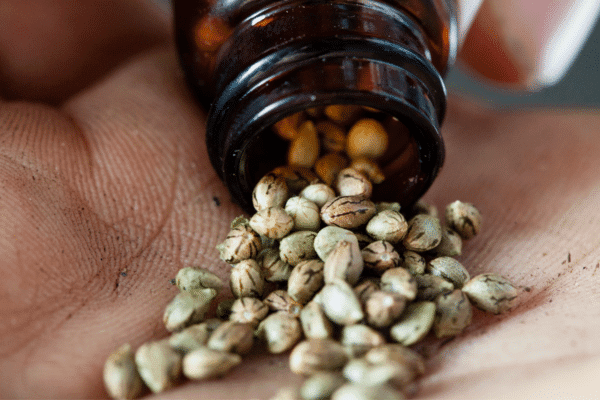 How Many Weed Seeds Per Pot? Pack Of Marijuana Seeds
