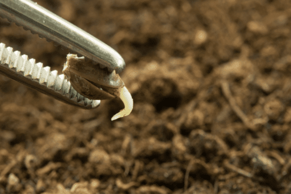 How Many Weed Seeds Per Pot? Germination Marijuana Seed Being Planted