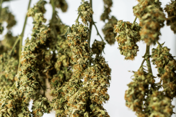 Hanging marijuana buds drying