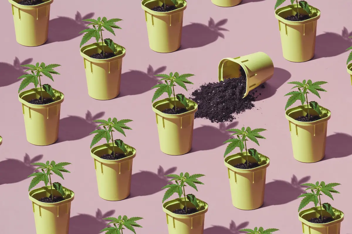 How Many Weed Seeds Per Pot? How Many Weed Seeds Per Pot