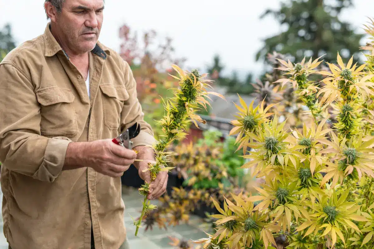 Can I Harvest the Top Half of My Marijuana Plant? - The Seed Pharm