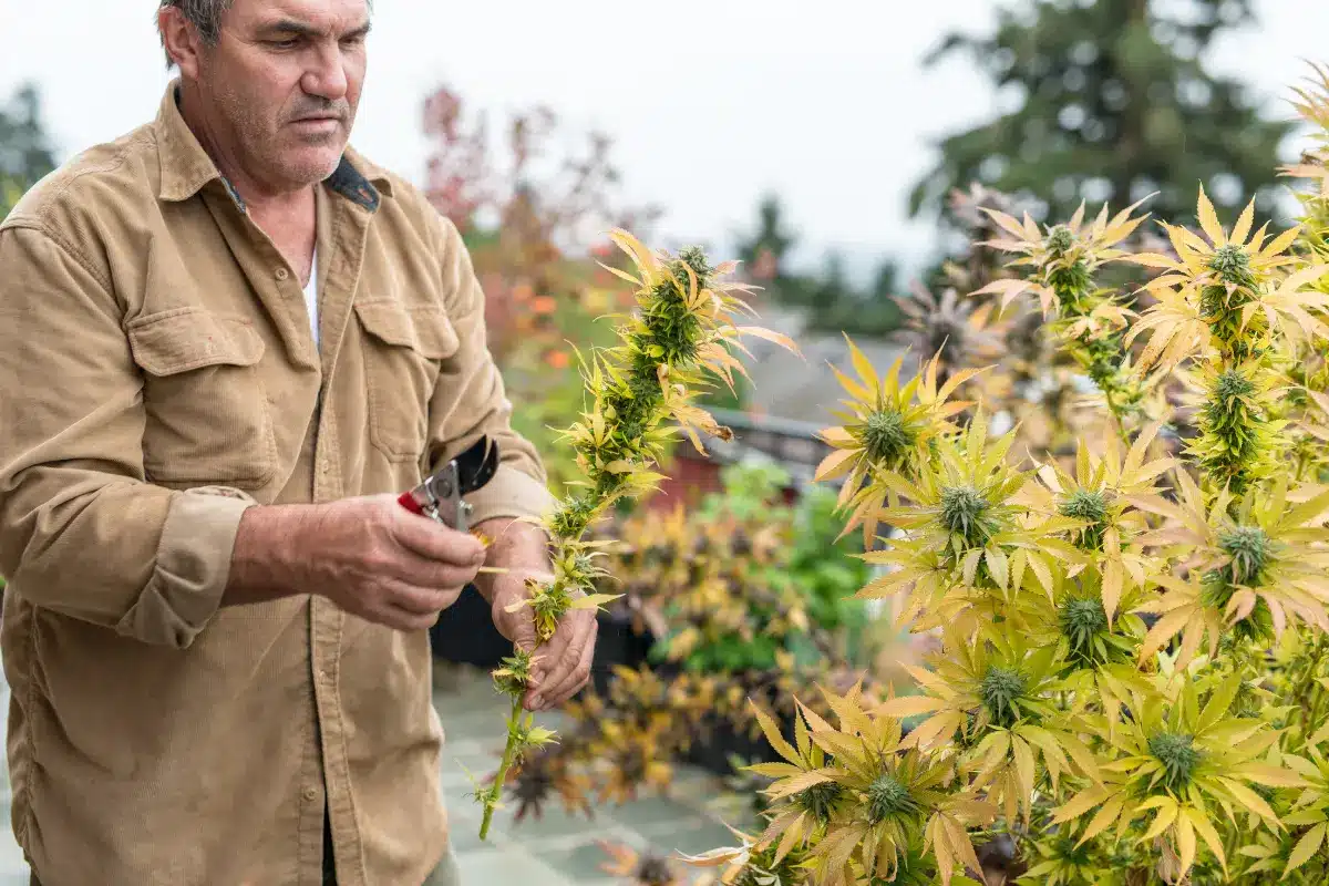 Can I Harvest The Top Half Of My Marijuana Plant? Can I Harvest The Top Half Of My Marijuana Plant