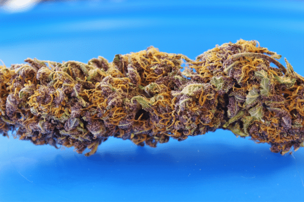 Dried Purple Haze Weed Flower