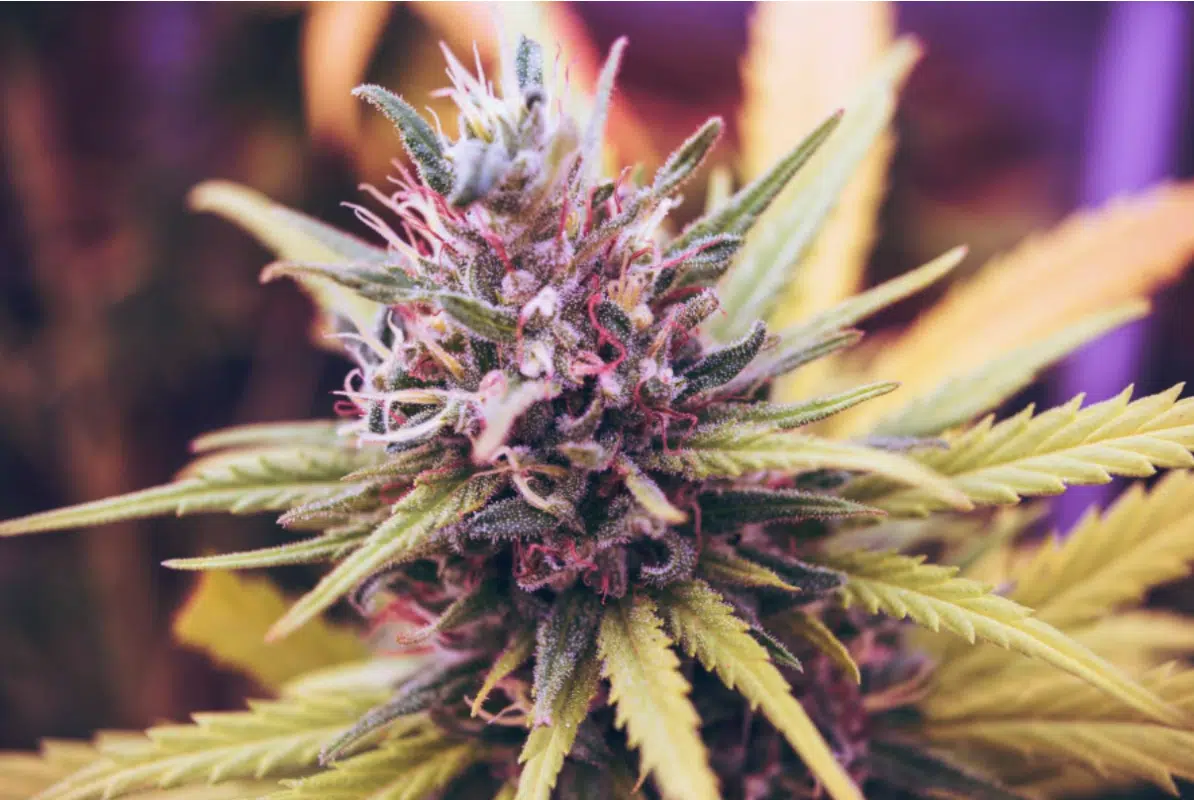 Topping Cannabis Plants: Topped Vs Non-Topped Guide (2026) Top Half Of Marijuana Plant
