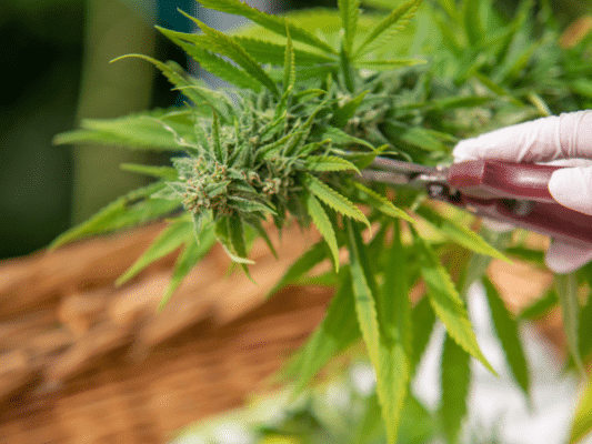Topping Marijuana Plant