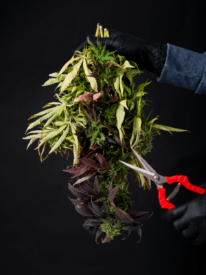 Cutting Down Marijuana Plant