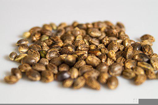 How Long Do Marijuana Seeds Last