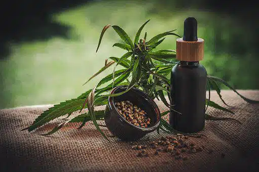 The Choice To Make Between Marijuana Clones And Seeds The Choice To Make Between Marijuana Clones And Seeds
