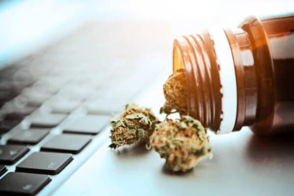 10 Best Places To Buy Marijuana Seeds In Bulk Online