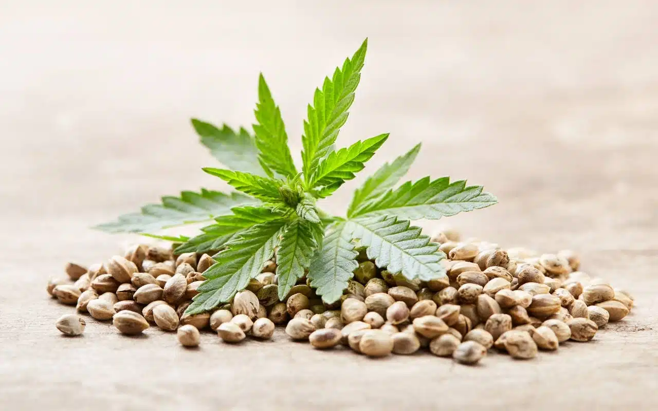 How To Feminize Marijuana Seeds (4 Simple Methods) Cannabis Seeds