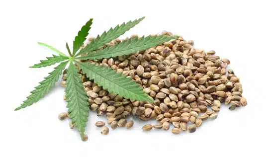 Marijuana Seeds: Do They Expire? Do Marijuana Seeds Go Bad? How Long Is Their Shelf Life?