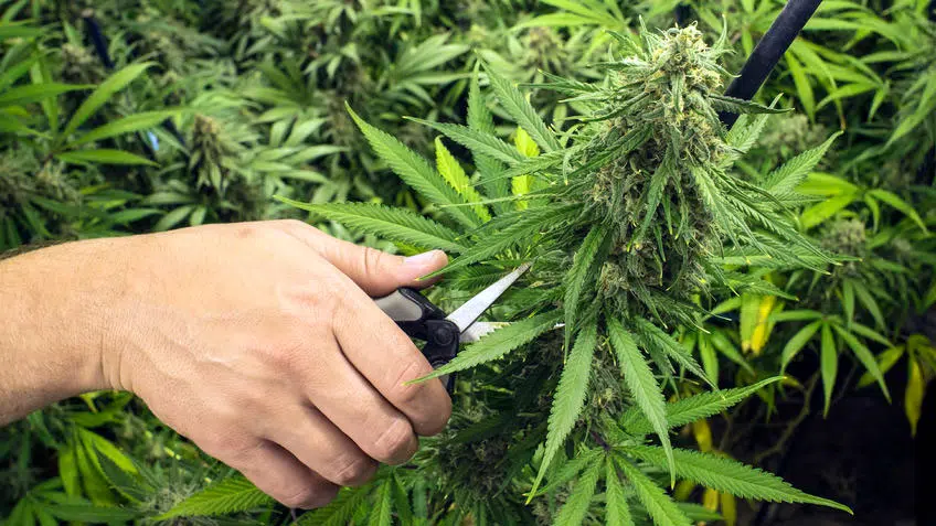 How To Harvest Marijuana Plant For Maximum Yield How To Harvest Marijuana Plant For Maximum Yield