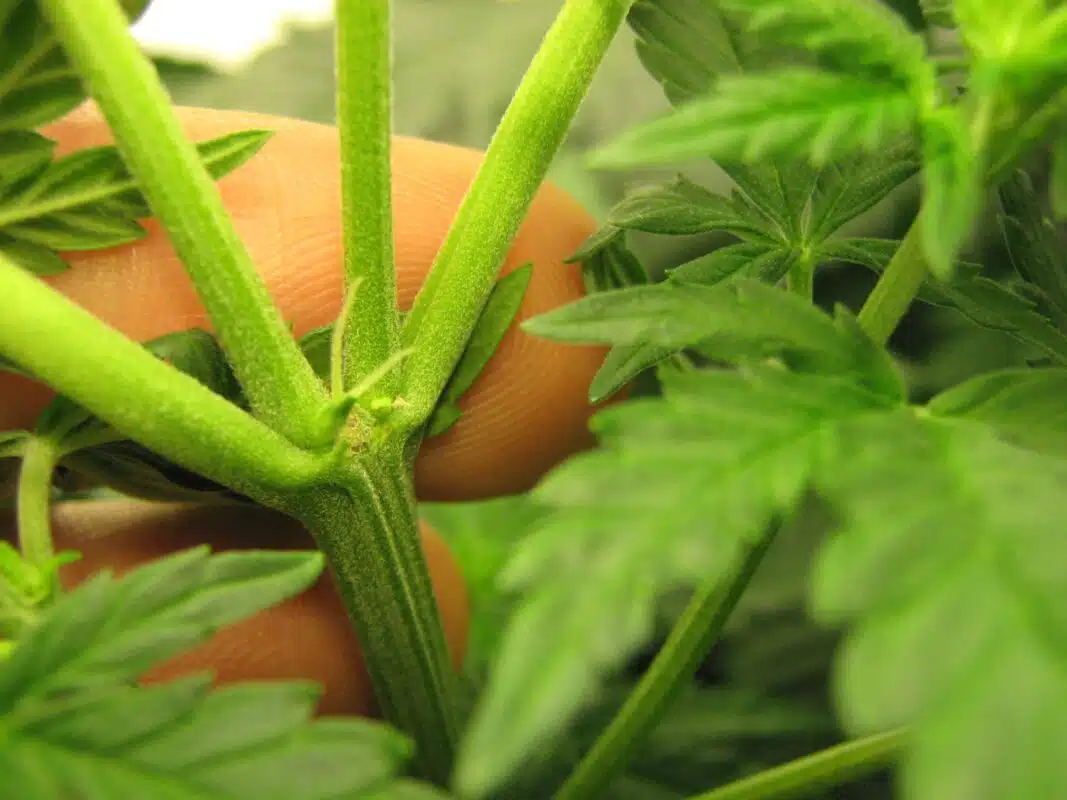 Female Weed Plant: All You Need To Know About It Marijuana Plant - Seedpharm