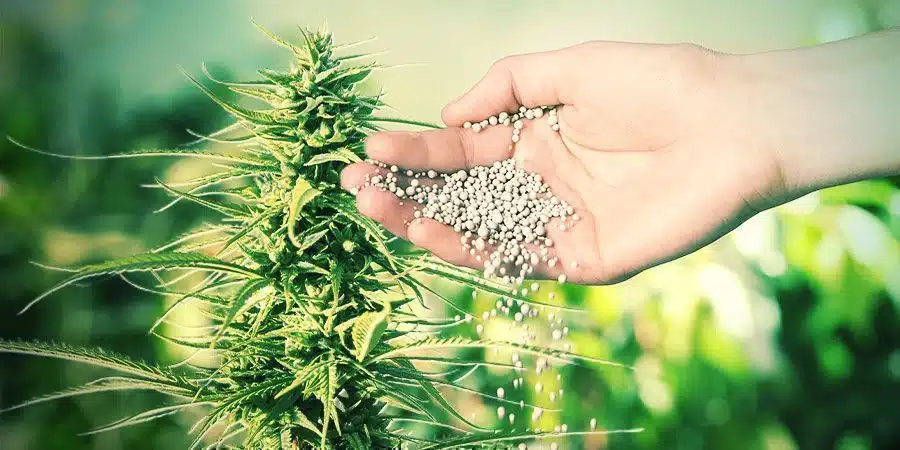 Best Cannabis Nutrients To Boost Your Yield What Are Fertilisers And Why Are They Important For Cannabis