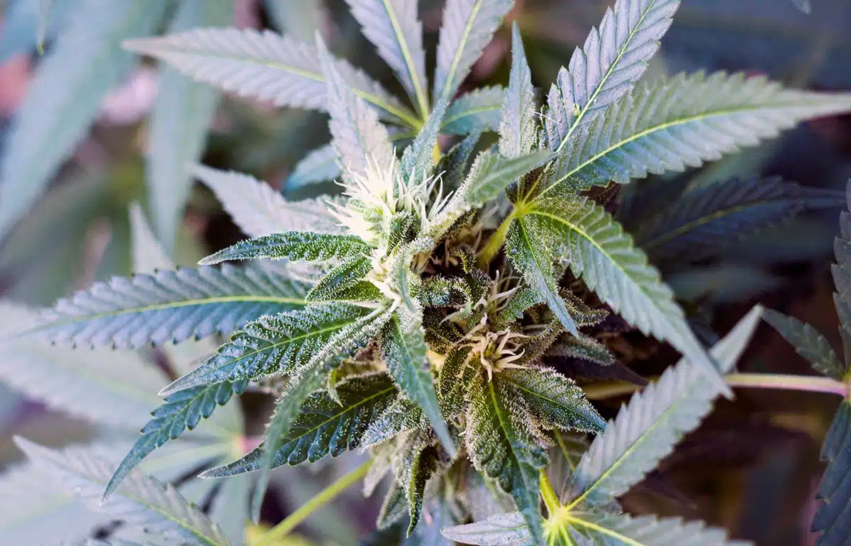 Autoflowering Cannabis Seeds Reviews