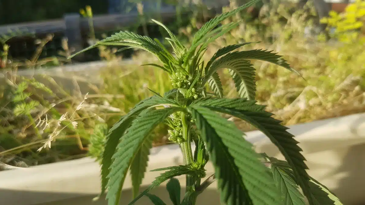 Trellising Cannabis: Scrog &Amp; Trellis Netting Guide (2026) Cannabis Male Plants.jpeg