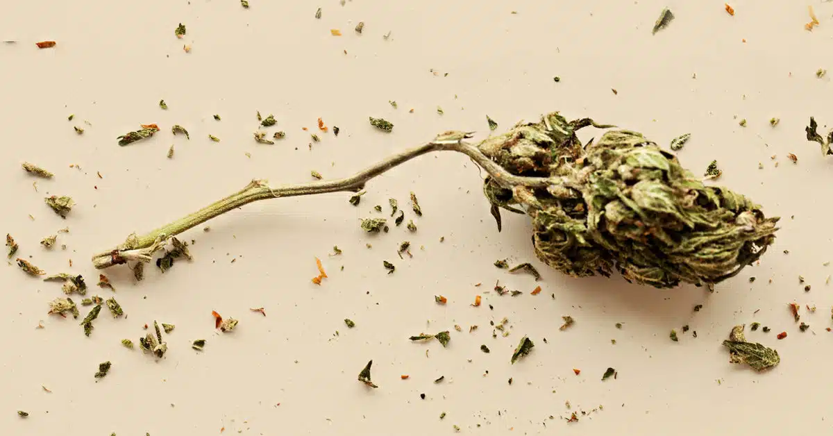 What To Do With Weed Stems: Comprehensive Guide Marijuana Stem 1200X628 Facebook 1200X628 1