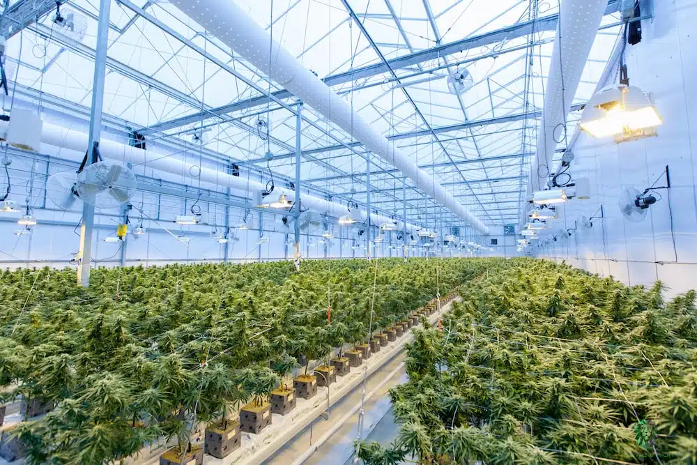 Marijuana Plant Stages For A Healthy &Amp; Potent Yield Marijuana Plant Stages For A Healthy &Amp; Potent Yield
