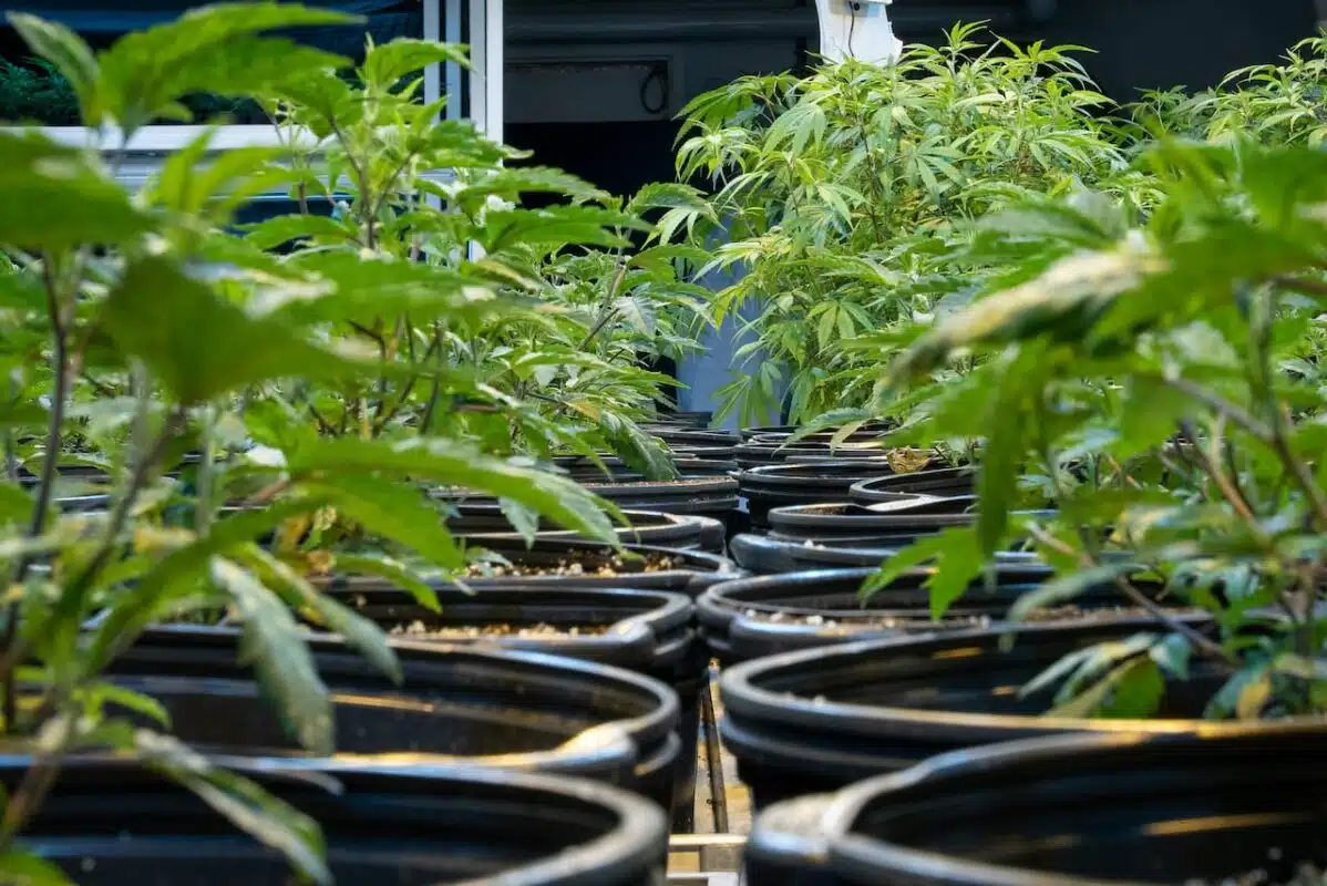 Vegetative Stage Of Weed: Providing Growth Conditions Young Cannabis Marijuana Plants