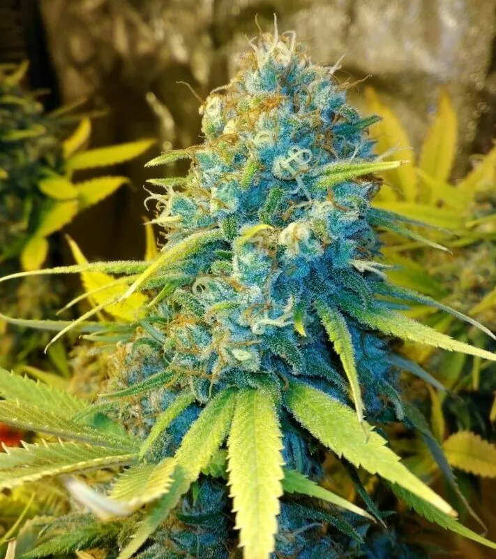 13 Dawgs autoflower seeds
