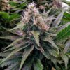 Close-up of a vibrant 24k Gold Strain Autoflower, showcasing its rich green foliage and prominent buds, representing the high-quality genetics of our 24k Gold Strain Autoflower Seeds.