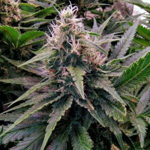 Close-up of a vibrant 24k Gold Strain Autoflower, showcasing its rich green foliage and prominent buds, representing the high-quality genetics of our 24k Gold Strain Autoflower Seeds.