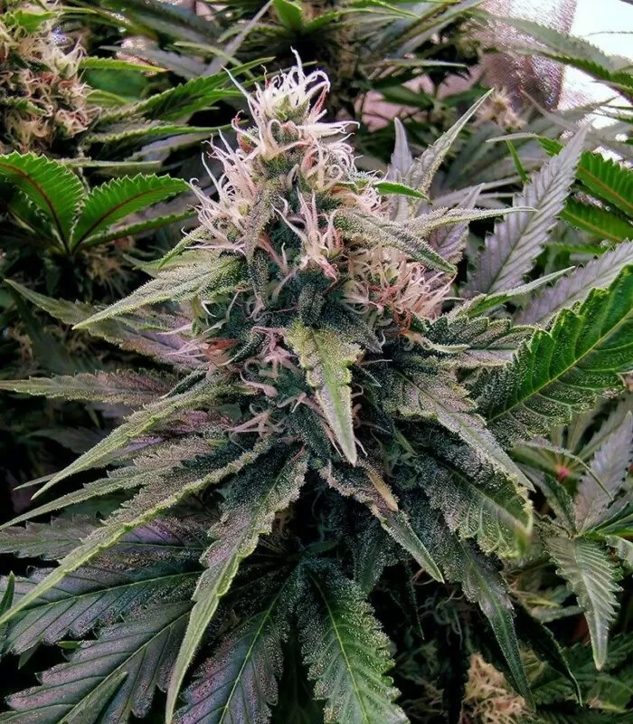 24K Gold autoflower seeds
