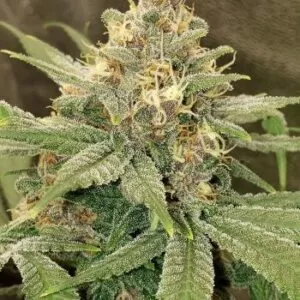 Close-up of a mature cannabis bud from the 3 Kings Strain Autoflower Seeds. Highly resinous, showcasing its potential for high yields and potent effects.