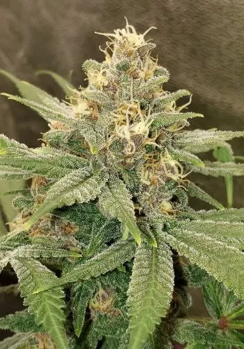 3 Kings autoflower seeds