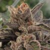 Close-up of a frosty cannabis bud from 501st OG Strain Autoflower Seeds. This quality strain is known for its potent effects and robust growth.