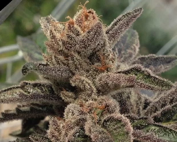 501st OG autoflower seeds