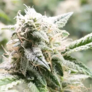 Close-up of a trichome-covered bud showcasing the potency of 5th Element Strain Autoflower Seeds. High-quality genetics for robust growth and exceptional yields.