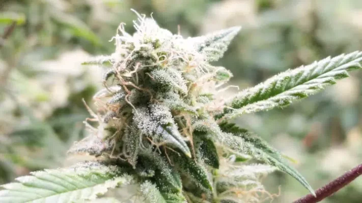 5th Element autoflower seeds