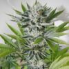 Close-up of a mature cannabis plant showcasing the dense buds and trichomes from 98 Aloha White Widow Strain Autoflower Seeds. High-quality genetics for potent results.