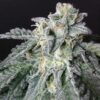 Close-up image showcasing the frosty buds of the A-10 Strain Autoflower Seeds. Perfect for growers seeking high-quality autoflowering genetics. Buy your A-10 seeds today!