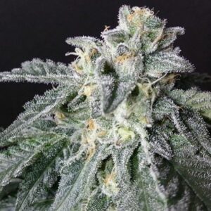 Close-up image showcasing the frosty buds of the A-10 Strain Autoflower Seeds. Perfect for growers seeking high-quality autoflowering genetics. Buy your A-10 seeds today!